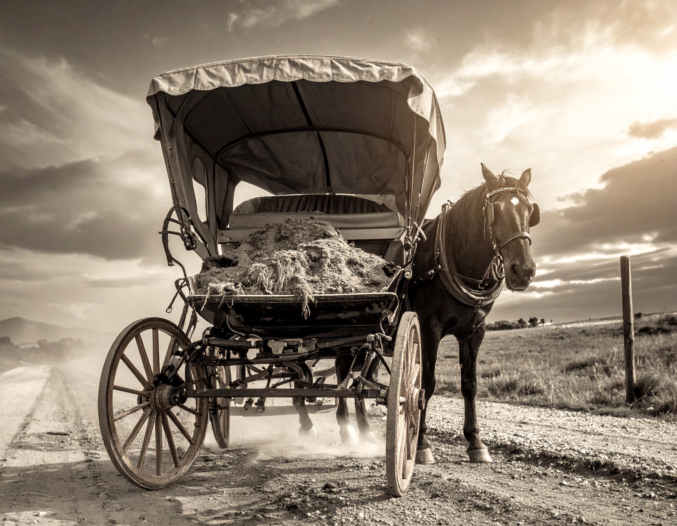 Firefly_Hestelort i kæmpe hestevogn hestemøg i en vogn 392240